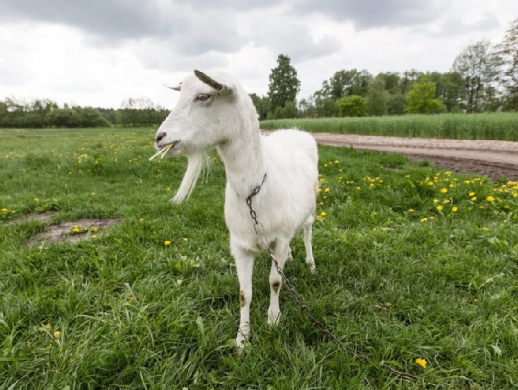 Kozie grzyby sposobem na biopaliwo